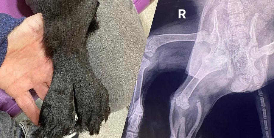 собака аріель, собака русалка