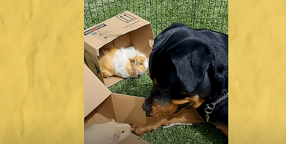 ротвейлер, морские свинки, домашние питомцы