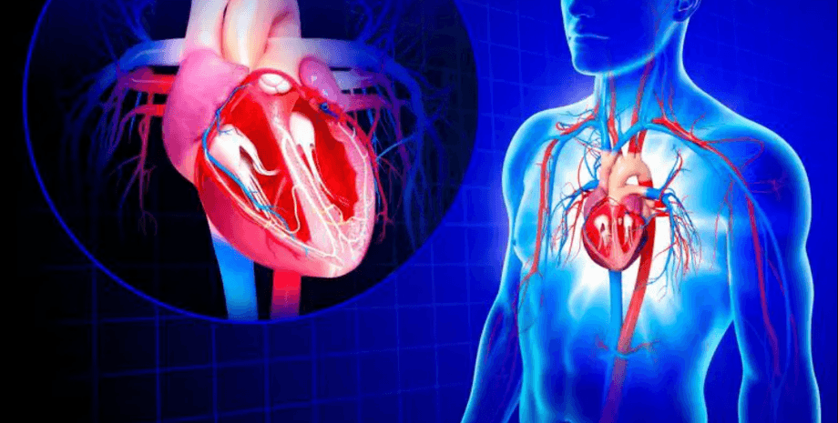 сердце, тело, сосуды