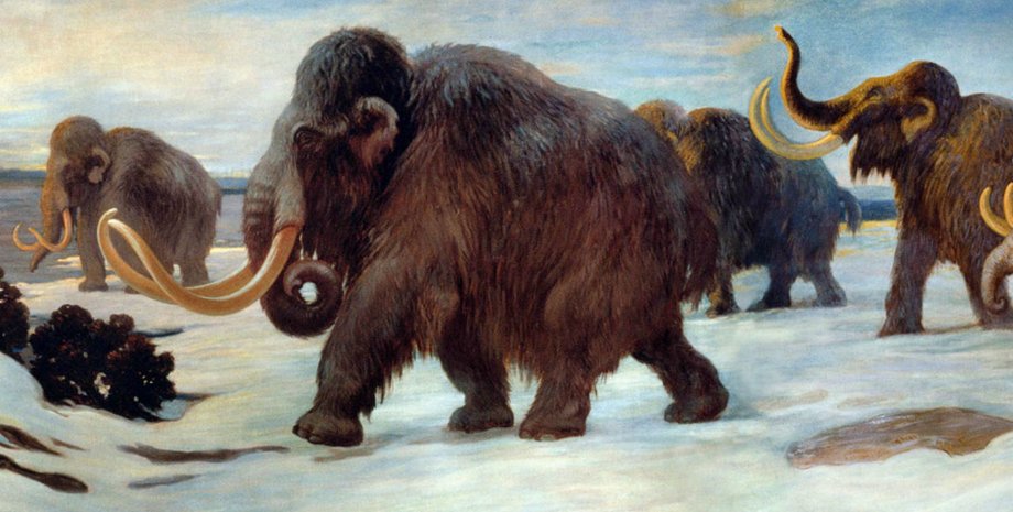 мамонты, люди, вымирание, изменение климата