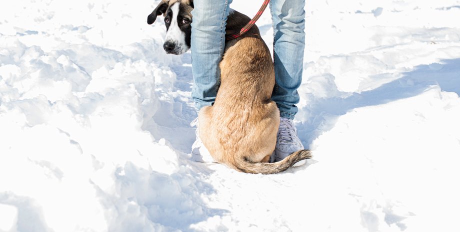 Собака. поведение, порода собак