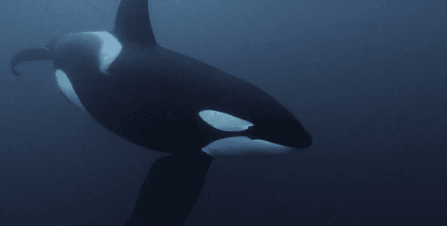 Косатка под водой
