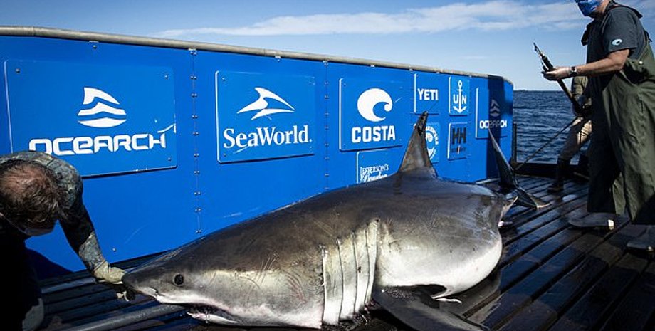 большая белая акула , большая белая акула фото, акула художник, дикие животные, атлантический океан, большая белая акула, акула атлантика, акулы атлантический океан,