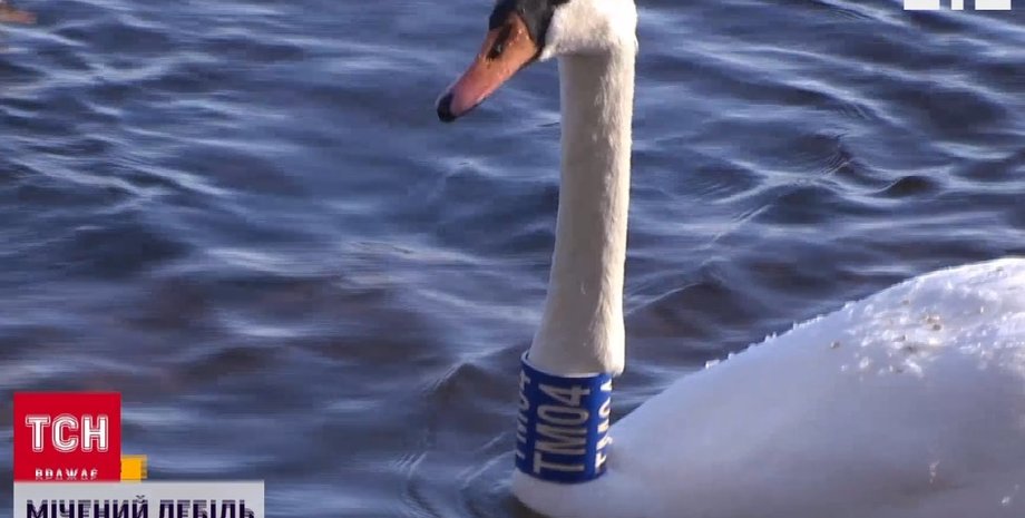 парк Наталка, лебедь из Литвы, окольцованый лебедь, самка лебедя на Оболони