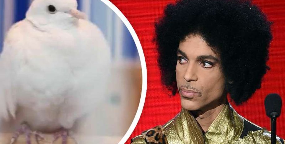 принс, голубка, певец, божественность