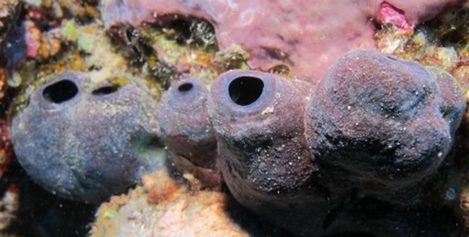 морская губка Theonella conica