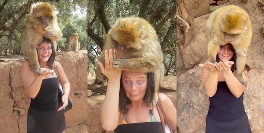 Мавпа напала на туристку, пригоди під час подорожей, курйози, TikTok, вірусні відео, приколи, екскурсії, примати, тварини