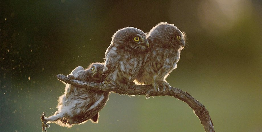 Фото: facebook.com/comedywildlifephotoawards