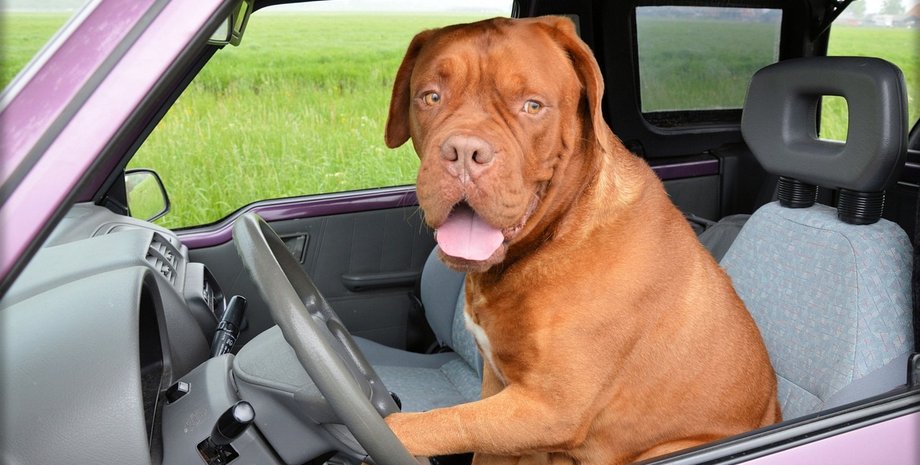 собака, автомобіль