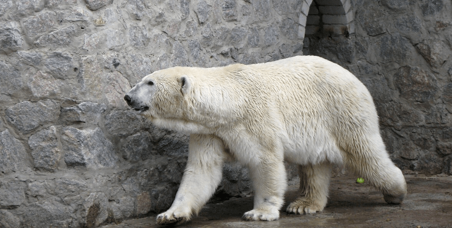 Білий ведмідь