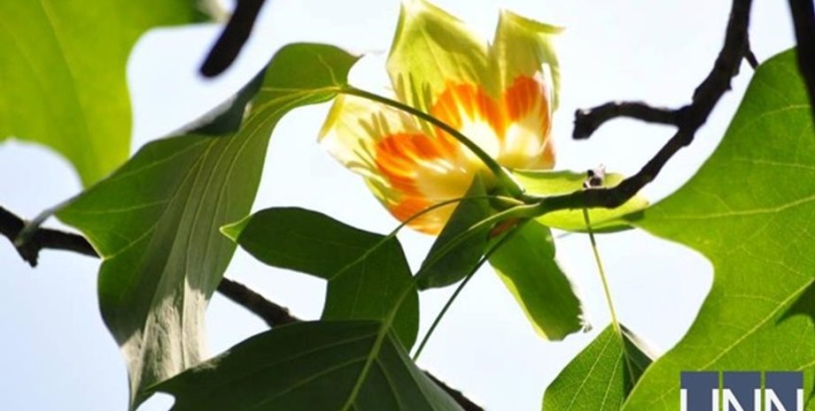 Тюльпанное дерево