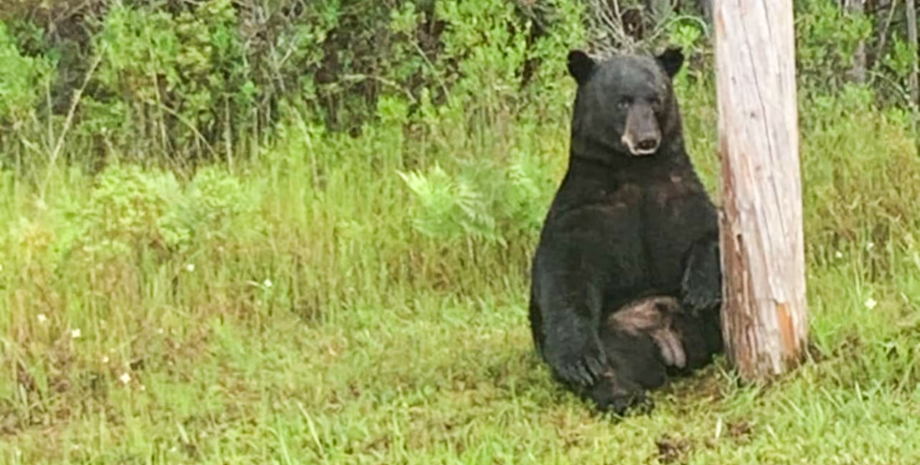 Грустный черный медведь, опасное животное, самец медведя, депрессивный медведь, селфи с медведем, медведь у дороги