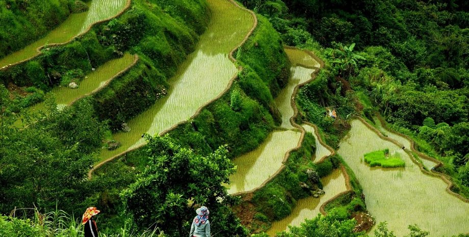 золотой рис, золотой рис дебаты, дебаты золотой рис