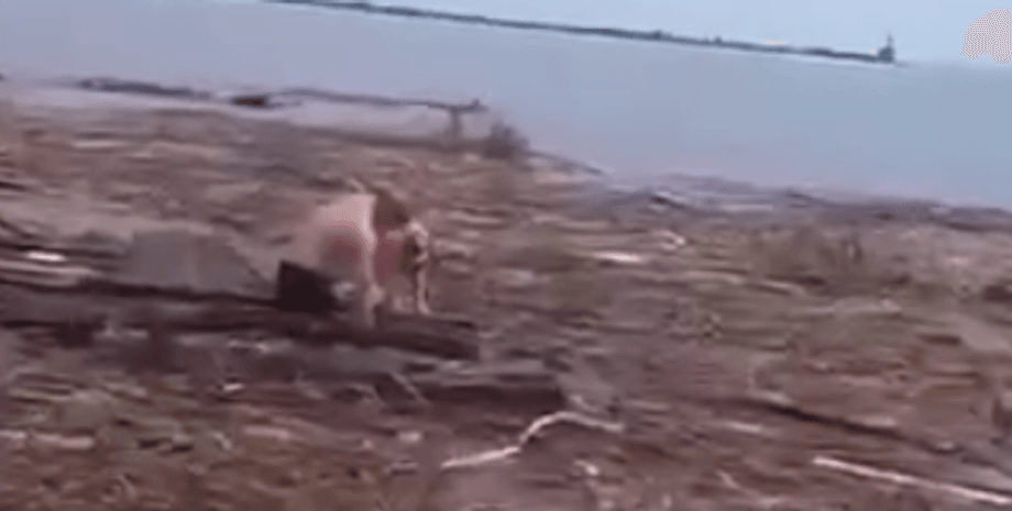 Собака, людина, сміття, вода