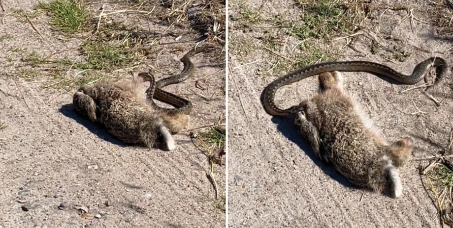 гадюка, змея, заяц