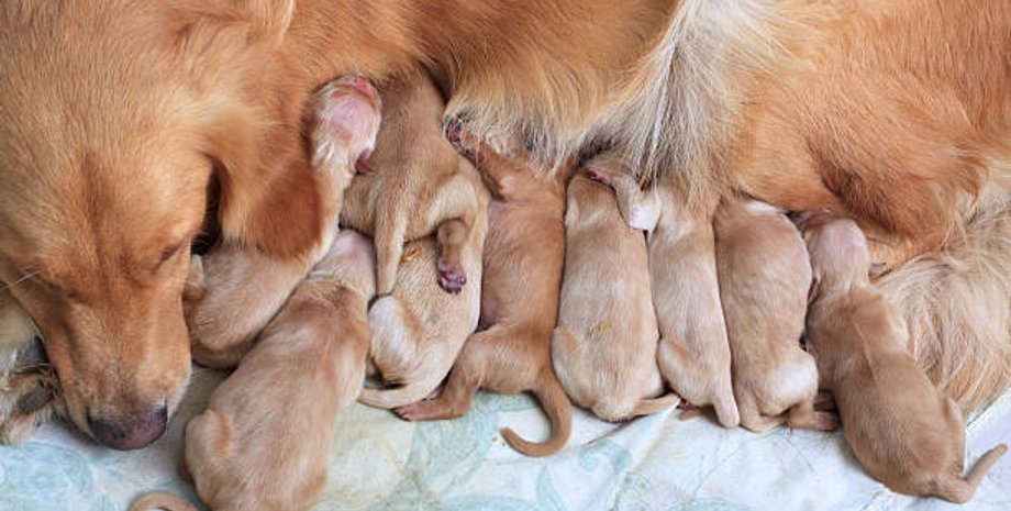 Щенок с особым окрасом, щенок зеленого цвета, почему собаки рождаются зелеными, почему собаки рождаются зелеными
