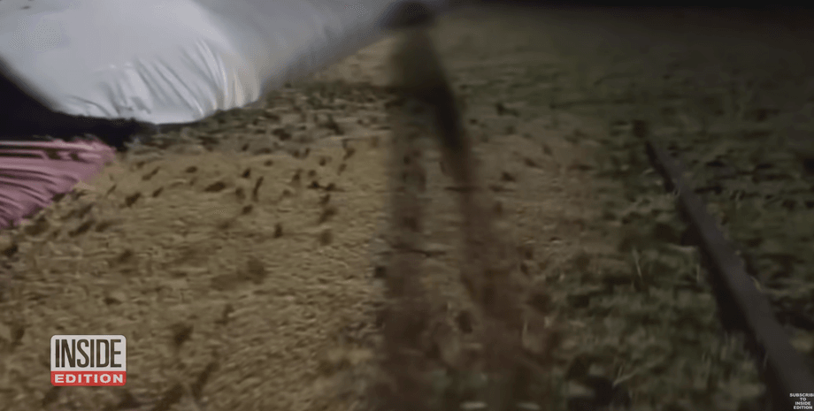 чума мышей в австралии