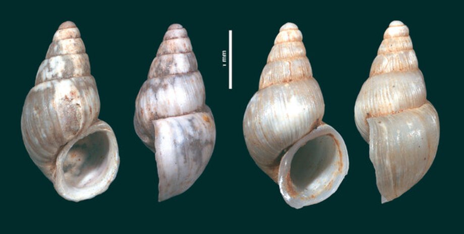 Улитка, Новак Джокович, Черногория, ученые, Travunijana djokovici