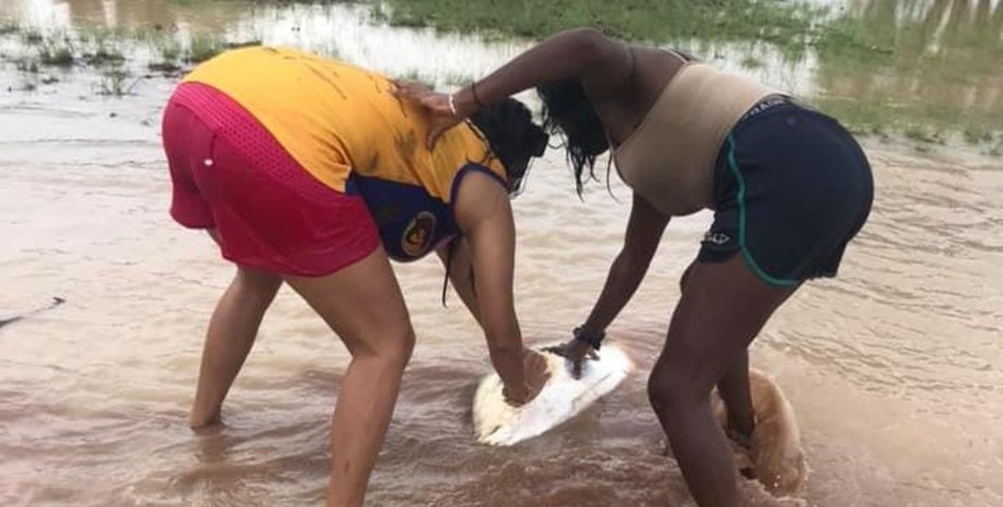 австралия, окунь, крокодил