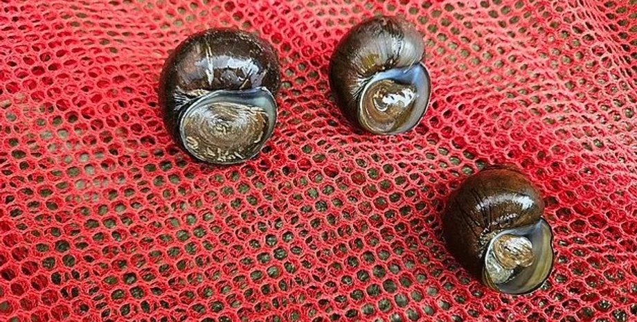 загадкові равлики, інвазивний вид