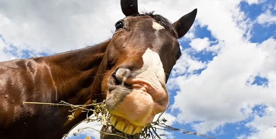 лошади, ум лошадей