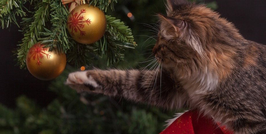 Фото: открытые источники