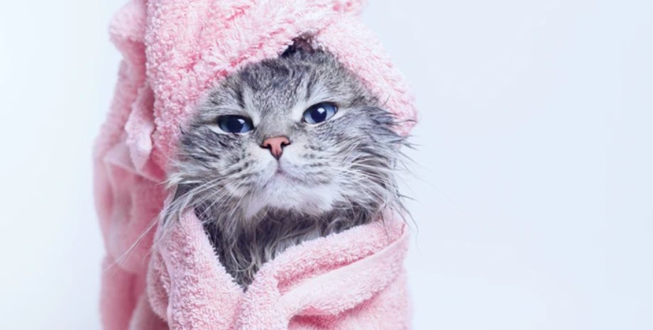 кошки, домашние животные, стресс