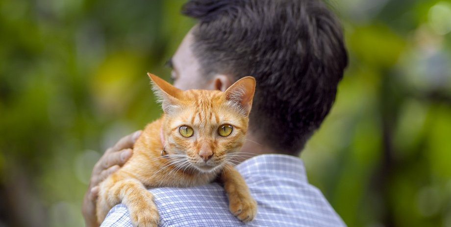 кошка, домашние животные, поиски опекуна, наследство для животного