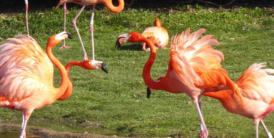 фламінго