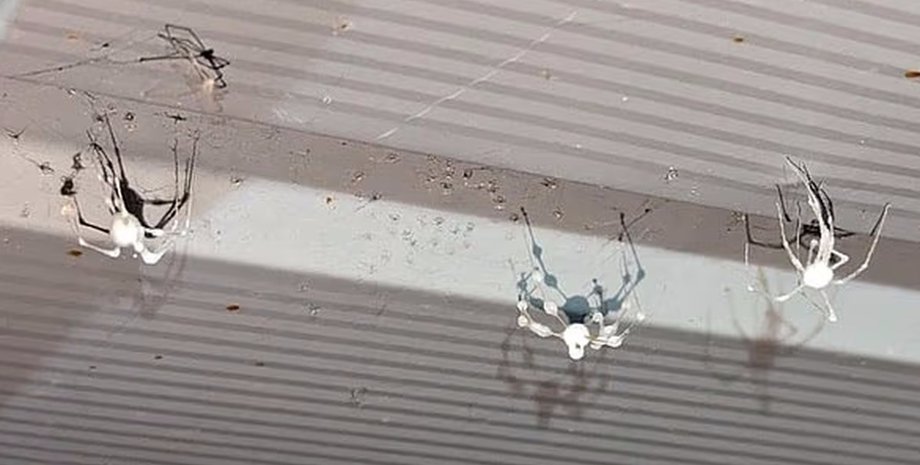 павук поневолений грибком