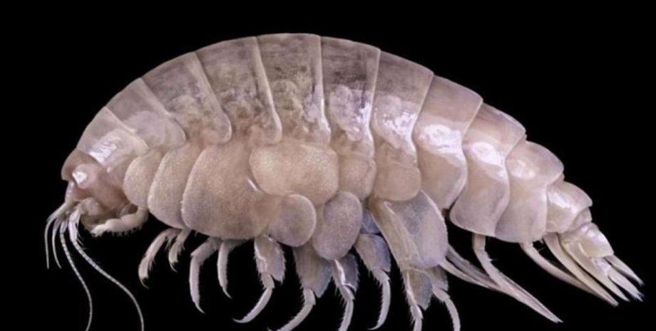 Фото: WESTON ET AL. 2020