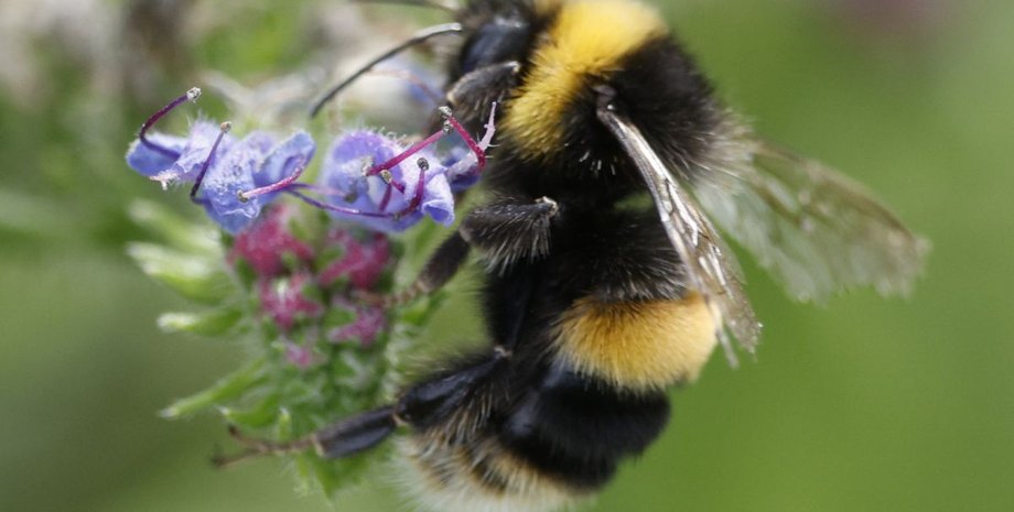 джміль на квітці