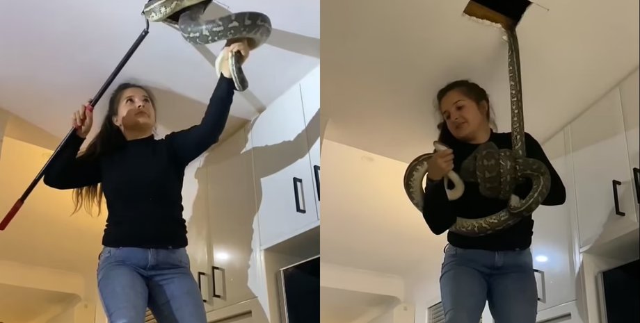 Змея в потолке, змеи, змеи в жилом доме, питон на крыше, два огромных питона, девушка поймала змею, ловля змей, змея в доме