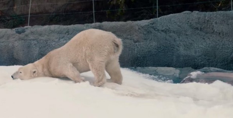 Скриншот видео