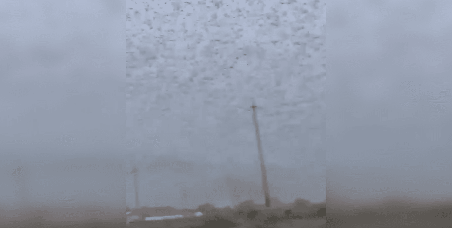 Сарана, нашестя сарани, хмара сарани, сарана в Астраханській області, сарана в Краснодарському краї