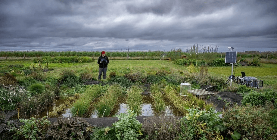Фермеры собрали огромный урожай риса в неожиданном месте: как это у них получилось