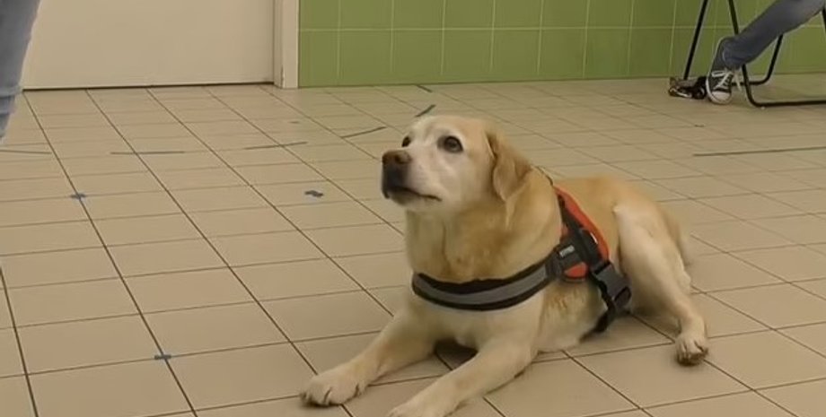 собаки, интеллект собак