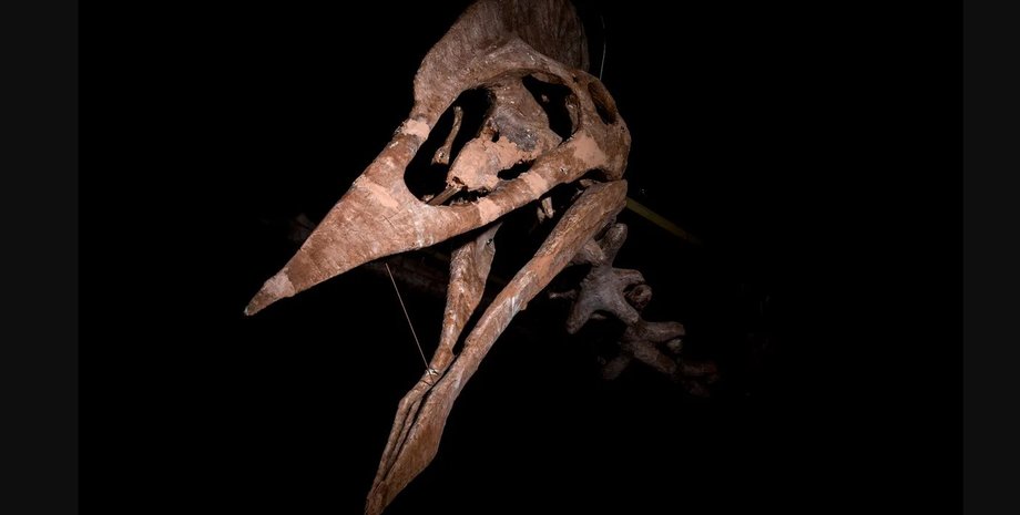 птерозавр, птерозавр дракула, дракула птерозавр