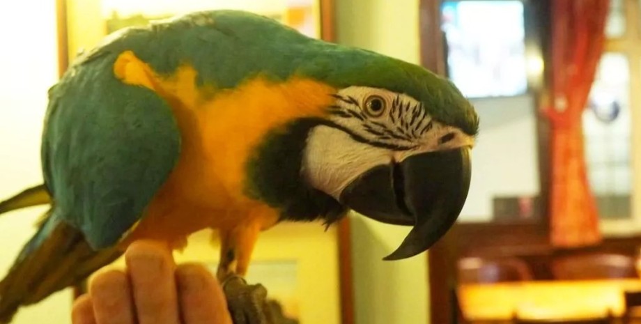 Папуга Ріо Папуга Ріо