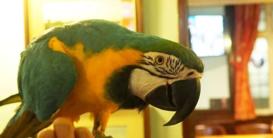 Попугай Рио