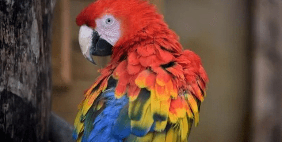 попугай зоопарка