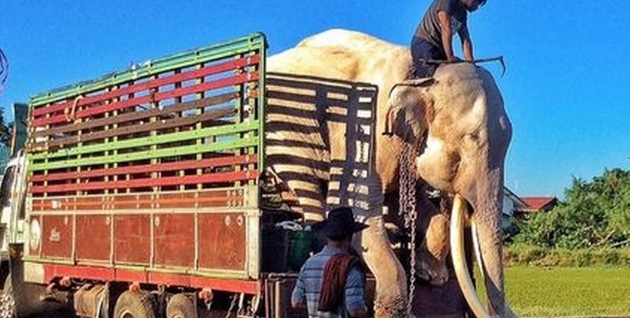 Слон-знаменитість