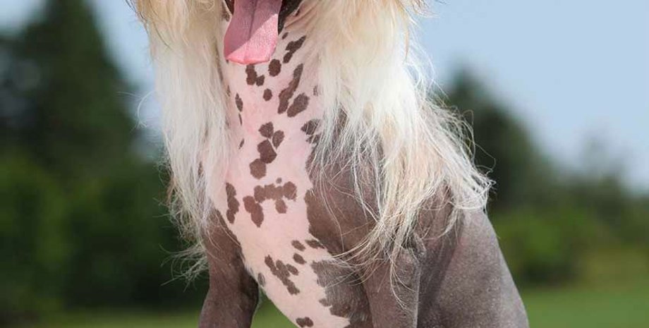 Голая собака, порода, домашний любимец