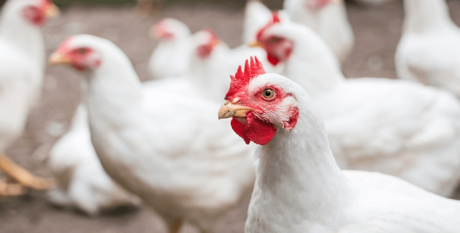 Злодії вкрали 133 тонни курки, злодії, крадіжка, 133 тонни курки, 1660 упаковок, вивозили вантажівками, продукти, продовольство, пайки