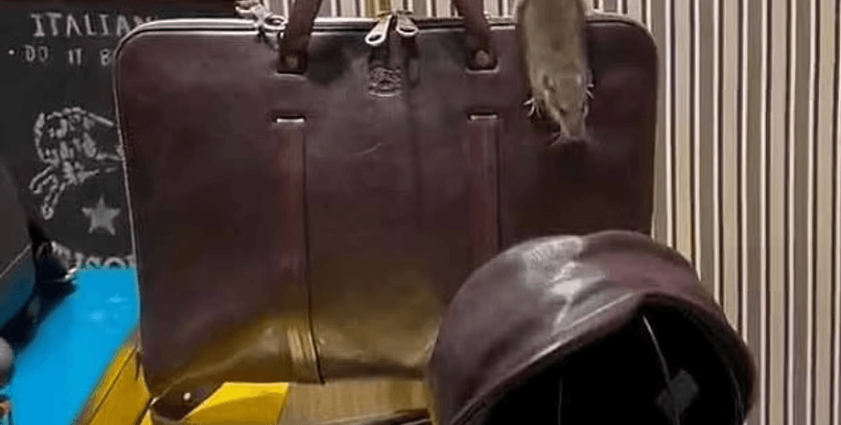 крыса в бутике фото 2022