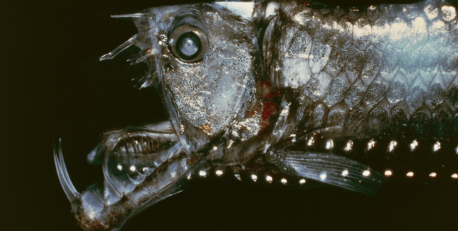 рыба ехидна