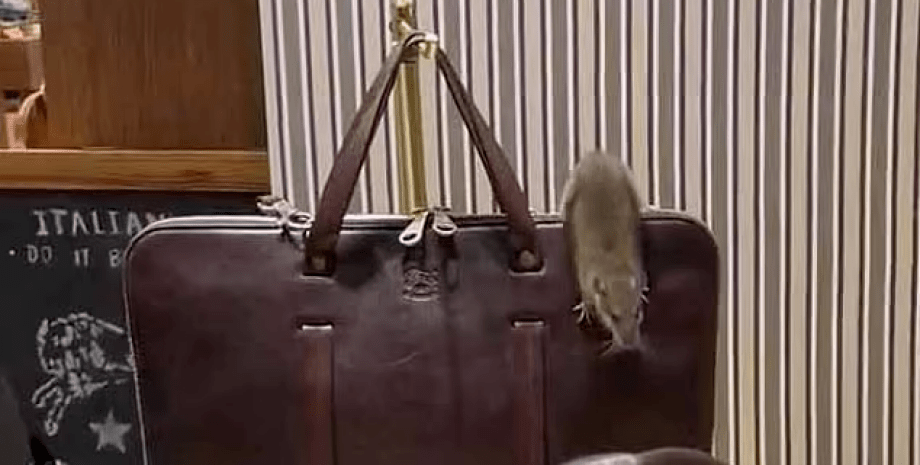 крыса в бутике фото 2022