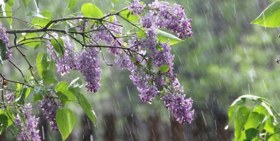 дожди, циклон, погода, Украина