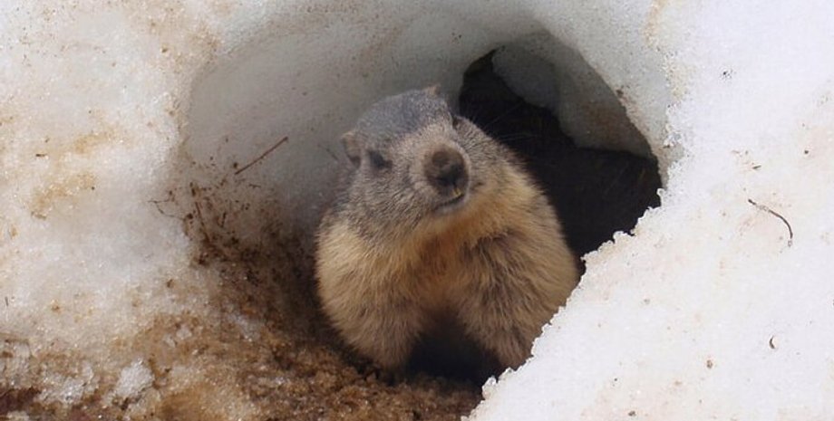 Фото: Удивительный Мир Животных