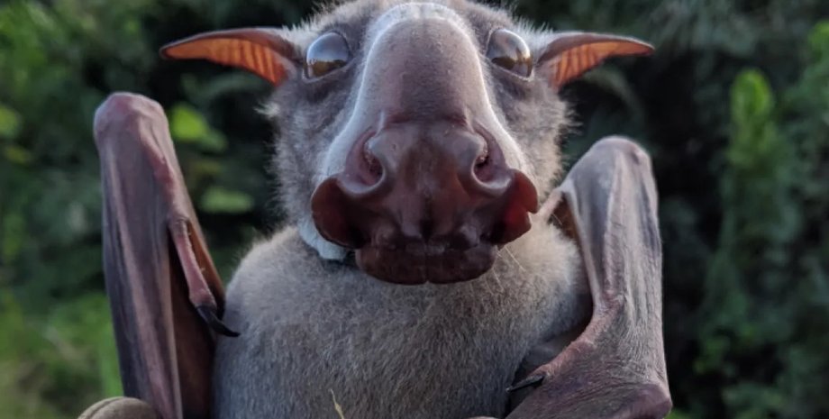 фруктовий кажан, кажан молот